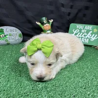 Sugar, a female Pomeranian for sale in Waynesville, MO – Photo 7 of 9