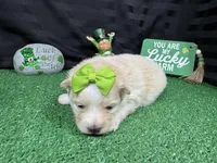 Sugar, a female Pomeranian for sale in Waynesville, MO – Photo 1 of 3