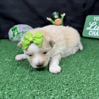 Sugar, a female Pomeranian for sale in Waynesville, MO – Photo 9 of 9