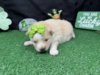 Sugar, a female Pomeranian for sale in Waynesville, MO – Photo 3 of 3