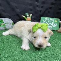 Sugar, a female Pomeranian for sale in Waynesville, MO – Photo 8 of 9