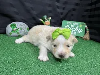 Sugar, a female Pomeranian for sale in Waynesville, MO – Photo 2 of 3