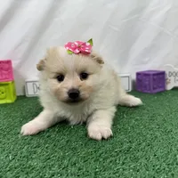 Sugar, a female Pomeranian for sale in Waynesville, MO – Photo 5 of 9