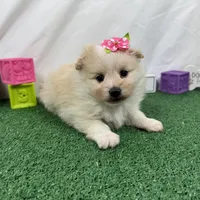 Sugar, a female Pomeranian for sale in Waynesville, MO – Photo 4 of 9