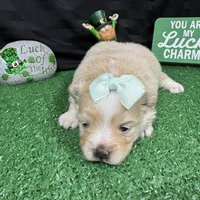 Sarah, a female Pomeranian for sale in Waynesville, MO – Photo 8 of 9