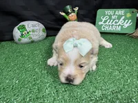 Sarah, a female Pomeranian for sale in Waynesville, MO – Photo 2 of 3