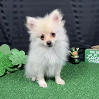 Preston, a male Pomeranian for sale in Waynesville, MO – Photo 7 of 10