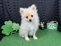 Preston, a male Pomeranian for sale in Waynesville, MO – Photo 2 of 10