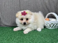 Sugar, a female Pomeranian for sale in Waynesville, MO – Photo 3 of 9