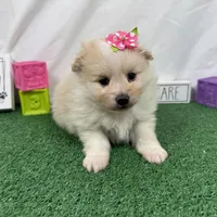 Sugar, a female Pomeranian for sale in Waynesville, MO – Photo 6 of 9