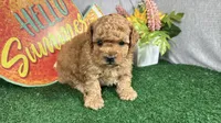 Diego, a male Poodle - Toy  for sale in Waynesville, MO – 3 of 4
