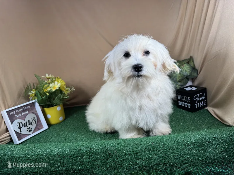 Izen – Havamalt puppy for sale in Waynesville, MO