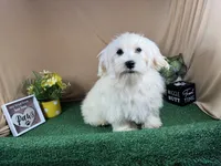 Izen, a male Havamalt for sale in Waynesville, MO – 5 of 10