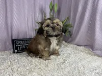 Tucker, a male Shih Tzu for sale in Waynesville, MO – 3 of 3