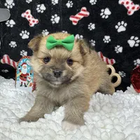 Penny, a female Pomeranian for sale in Waynesville, MO – Photo 10 of 10