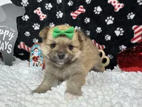 Penny, a female Pomeranian for sale in Waynesville, MO – Photo 8 of 10