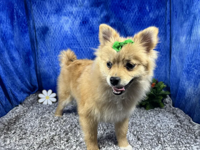 Penny – Pomeranian puppy for sale in Waynesville, MO