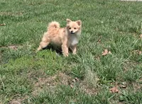 Penny, a female Pomeranian for sale in Waynesville, MO – 7 of 10
