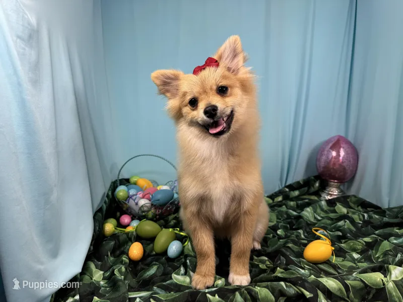 Penny – Pomeranian puppy for sale in Waynesville, MO