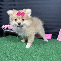 Penny, a female Pomeranian for sale in Waynesville, MO – Photo 8 of 10