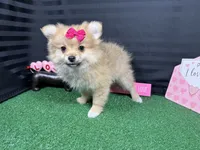 Penny, a female Pomeranian for sale in Waynesville, MO – Photo 5 of 10