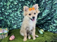 Penny, a female Pomeranian for sale in Waynesville, MO – Photo 5 of 10