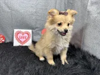 Penny, a female Pomeranian for sale in Waynesville, MO – Photo 3 of 10