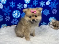 Penny, a female Pomeranian for sale in Waynesville, MO – Photo 6 of 10