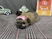 Penny, a female Pomeranian for sale in Waynesville, MO – Photo 10 of 10