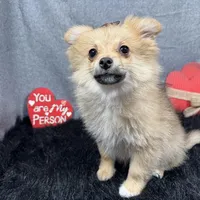 Penny, a female Pomeranian for sale in Waynesville, MO – Photo 6 of 10