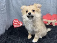 Penny, a female Pomeranian for sale in Waynesville, MO – Photo 1 of 10