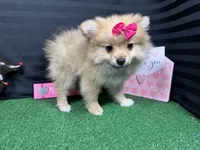 Penny, a female Pomeranian for sale in Waynesville, MO – Photo 4 of 10