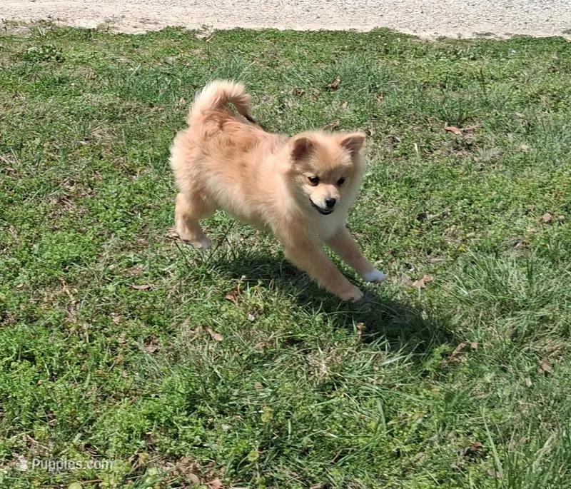 Penny – Pomeranian puppy for sale in Waynesville, MO
