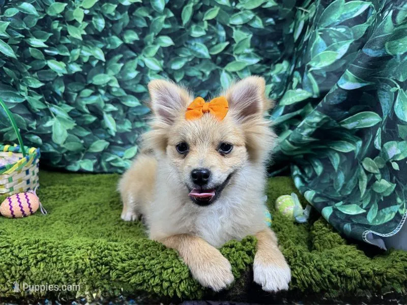 Penny – Pomeranian puppy for sale in Waynesville, MO