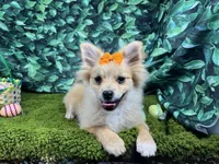 Penny, a female Pomeranian for sale in Waynesville, MO – Photo 4 of 10