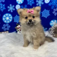 Penny, a female Pomeranian for sale in Waynesville, MO – Photo 9 of 10