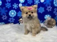 Penny, a female Pomeranian for sale in Waynesville, MO – Photo 7 of 10