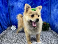 Penny, a female Pomeranian for sale in Waynesville, MO – 6 of 10