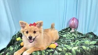 Penny, a female Pomeranian for sale in Waynesville, MO – Photo 3 of 10