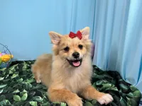 Penny, a female Pomeranian for sale in Waynesville, MO – Photo 2 of 10