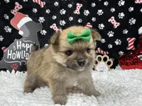 Penny, a female Pomeranian for sale in Waynesville, MO – Photo 9 of 10