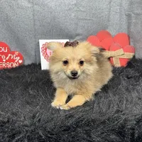 Penny, a female Pomeranian for sale in Waynesville, MO – Photo 7 of 10