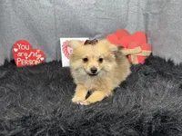 Penny, a female Pomeranian for sale in Waynesville, MO – Photo 2 of 10