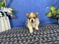 Matthew, a male Pomeranian for sale in Waynesville, MO – 2 of 3