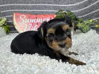 Peter, a male Yorkshire Terrier for sale in Waynesville, MO – 2 of 4