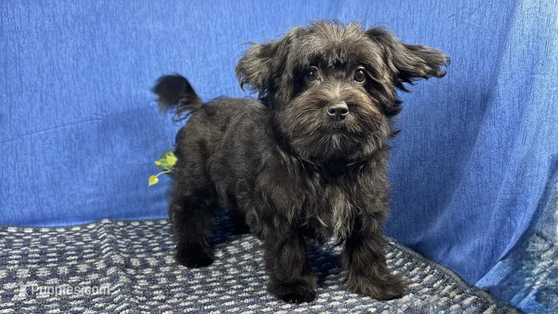 Paxton – Morkie puppy for sale in Waynesville, MO