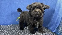 Paxton, a male Morkie for sale in Waynesville, MO – 6 of 10