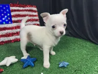 Fox, a male Chihuahua for sale in Waynesville, MO – 7 of 10