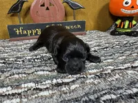 Buttercup, a female Peekapoo for sale in Waynesville, MO – 2 of 3