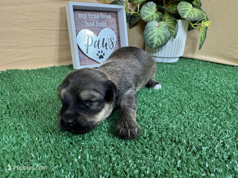 Iggy – Havanese puppy for sale in Waynesville, MO